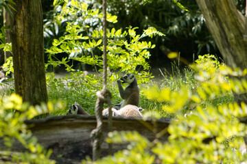Fototapeta premium Ring-tailed lemur sitting in a green forest. Wild primate in natural habitat, prosimian mammal, zoology and wildlife conservation background for educational and travel projects.