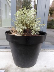 Euonymus (Euonymus fortunei or similar cultivar)