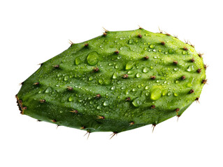 A green cactus leaf covered in water droplets Isolated Transparent Background, PNG