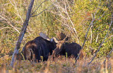 Obraz premium Bull and Cow Moose Rutting in Autumn in Grand Teton National Park Wyoming