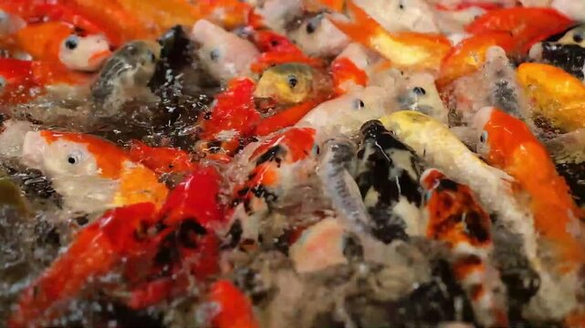 Overhead view of koi carps swimming in pond. Koi fish are eating in the pond