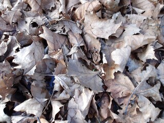 Layer of fallen deciduous leaves