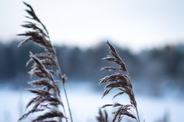 Obraz premium Frosted grass sways gently in winter landscape