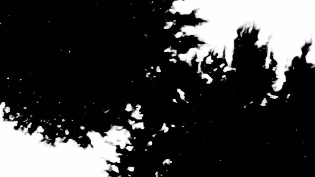 Abstract Black and White Silhouette of Foliage and Branches Against Bright Sky.