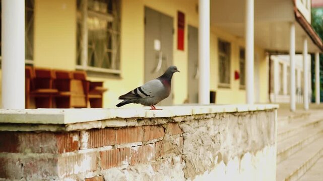 A pigeon sits on the parapet in the city. Shooting a bird in motion