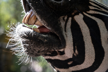 Fototapeta premium Intimate picture of zebra showing face and environment, Closeup of zebra capturing whiskers and grazing behavior vividly
