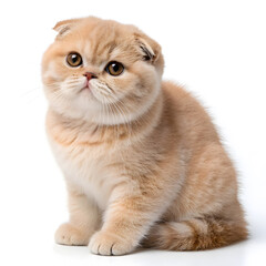 Cute Scottish Fold Cat Realistic Style
