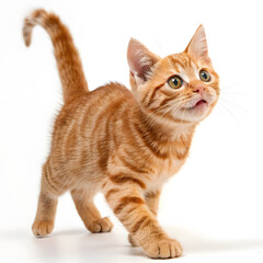 Playful Orange Tabby Cat Studio Portrait