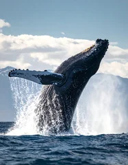 Papier peint photo  A majestic whale breaches the ocean's surface, its massive form illuminated by sunlight against a clear blue sky  © Nick
