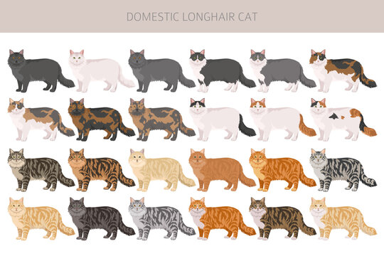 Domestic longhair Cat clipart. All coat colors set. Vector illustration