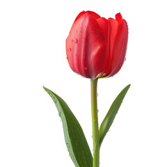 Vibrant red tulip isolated on transparent background