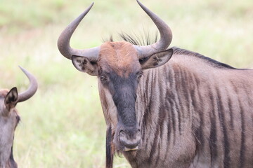 The blue wildebeest (Connochaetes taurinus), also called the common wildebeest, white-bearded gnu or brindled gnu, is a large antelope and one of the two species of wildebeest.