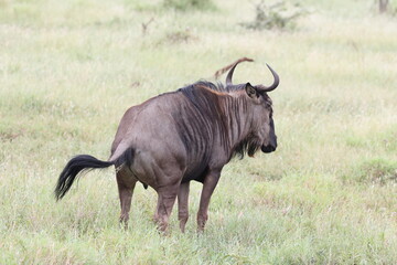 Obraz premium The blue wildebeest (Connochaetes taurinus), also called the common wildebeest, white-bearded gnu or brindled gnu, is a large antelope and one of the two species of wildebeest.