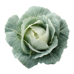 Obraz premium Pale green cabbage head with tightly layered leaves, soft matte surface texture, compact round shape, and gentle natural shading along the folds isolated on transparent background.