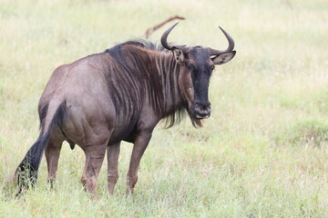 The blue wildebeest (Connochaetes taurinus), also called the common wildebeest, white-bearded gnu or brindled gnu, is a large antelope and one of the two species of wildebeest.