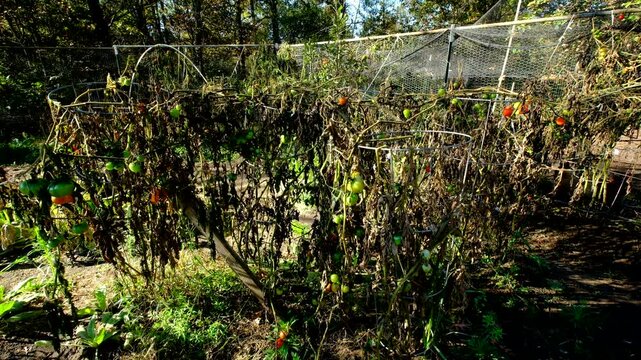 First frost withered variety of tomato plants tangled to round cage trellis