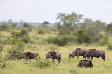 The blue wildebeest (Connochaetes taurinus), also called the common wildebeest, white-bearded gnu or brindled gnu, is a large antelope and one of the two species of wildebeest.