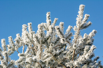 Winter pine tree branches covered with frost against a blue sky
