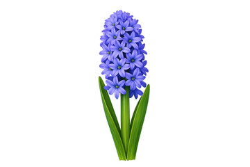 Fototapeta premium Purple hyacinth spring flower blooming on transparent background