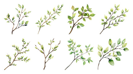 PNG Watercolor botanical illustration leaves element set on transparent background