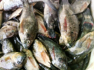 Fototapeta premium A pile of fresh tilapia fish in a container, raw freshwater fish ready to be cooked at the local market.