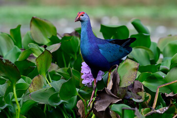 colorful birds stepping on pink flower of water lilly, purple or Grey-headed swamphen; Porphyrio poliocephalus