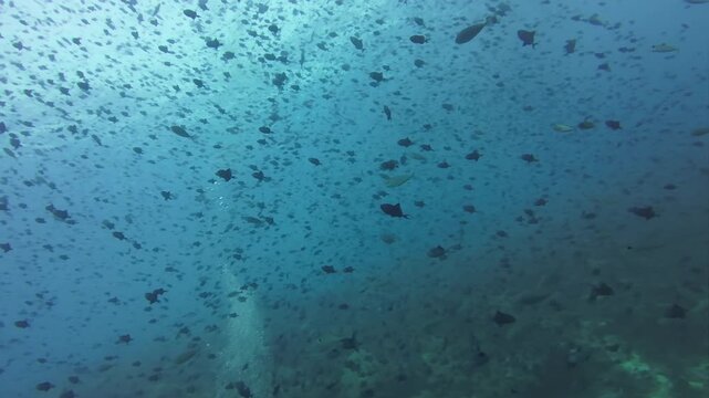 School of redtooth triggerfish close to coral reef slope, Banda Sea.