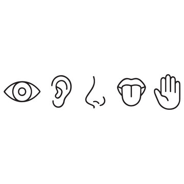 Five human senses vector illustration