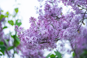 Bright spring lilac on a blurred background.