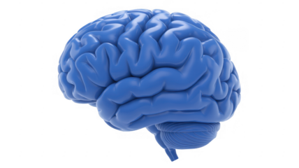 Blue brain anatomy isolated on a transparent background