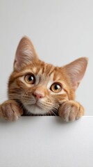 Obraz premium Ginger kitten curiously peeking vertically over a blank white surface, showing its face and front paws with expressive big eyes, representing concepts of pets, innocence, and discovery