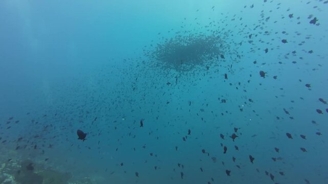 Dynamic school of redtooth triggerfish forming a tight swirl above coral slope, Banda Sea.
