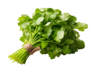 Fresh coriander leaves tied with a rustic string, showcasing their vibrant green hues and delicate texture Isolated Transparent Background, PNG
