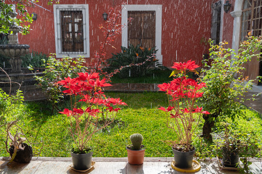 Dos plantas de noche buena en la casa colonial  y est&aacute; lloviendo.