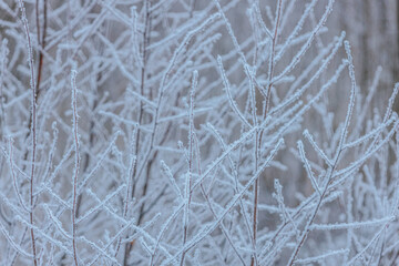 Obraz premium Frost-covered branches of trees in a winter landscape, showcasing intricate ice crystals and a soft, blurred background of a cold, snowy environment