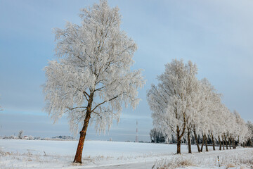 Frost-covered trees stand in a snowy landscape under a clear sky with distant telecommunications tower visible in the background