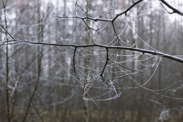 wet spiderweb on branches