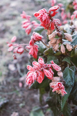 frosted red salvia flowers