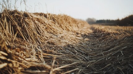 Golden piles of sun bleached reeds and straw lie on the dry earth of a harvested agricultural field in warm natural sunlight