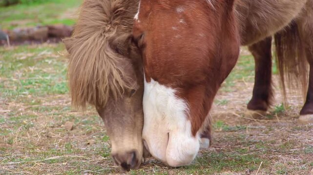 two horses eating grass
