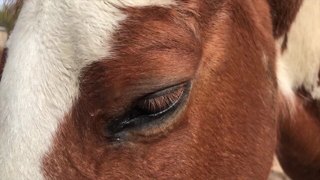 close up of a red pinto horse&rsquo;s eye
