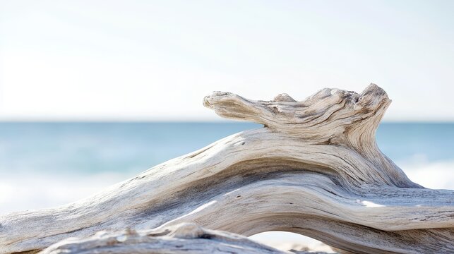 Sun bleached driftwood pieces artfully displayed on a calm ocean beach under a clear sky