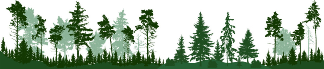 Obraz premium Forest silhouette trees. Evergreen coniferous forest with pines, fir trees, spruce, christmas tree, cedar, fir. Vector illustration. (Every tree isolated, separate from each other, free-standing)