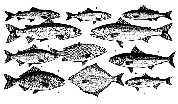 Vintage engraved fish illustration vector set for fishing and seafood design