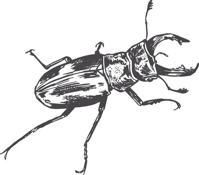 Stag beetle vintage illustration drawn in pen and ink, vector isolated drawing