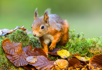 Red Squirrel, Scientific name: Sciurus vulgaris, young Red Squirrel foraging in Autumn leaves, Scottish Highlands, UK. Facing front. Clean background, Copy space. Horizontal