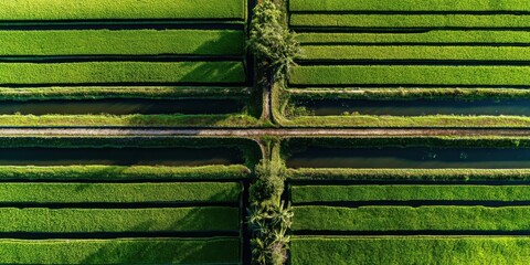 Aerial view of vibrant green rice paddies with intersecting irrigation canals.