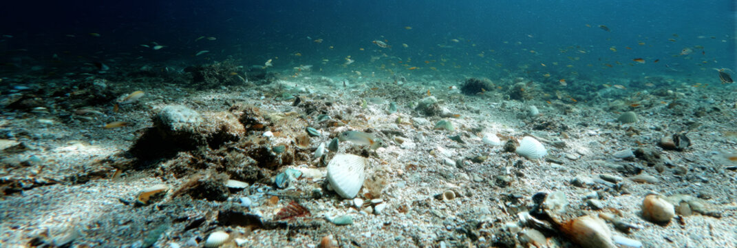 Underwater scene shows a seabed with disturbed sand, broken coral, and scattered shells. A few fish are present in low light, indicating changes in the environment, banner