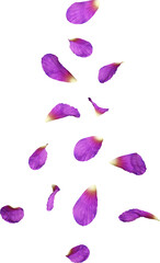 Scattered Purple Hibiscus Petals
