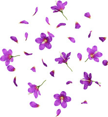 Falling Purple Hibiscus Flowers and Petals